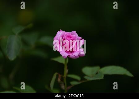 Selektiver Fokus auf eine einzelne rosa Rose, die im Garten von Mangalore in Karnataka, Indien, teilweise blüht. Stockfoto