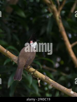 Der schöne Rotflüsterbollbul (Pycnonotus jocosus), auch bekannt als der Crested bulbul, ist ein in Asien gefundener Singvögel. Stockfoto