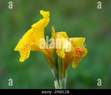 Schöne gelbe Canna-Blüten (Cannaceae) mit Regentropfen auf dem Blütenblatt während der Monsunzeit bei Mangalore in Karnataka, Indien. Stockfoto