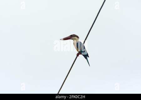 Schöner großer Storchschnabel-Eisvögel (Pelargopsis capensis), auf einem elektrischen Kabel. Stockfoto