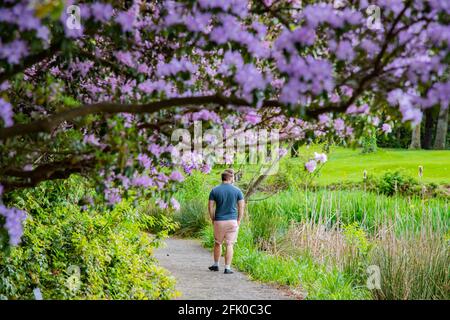 Portland, Oregon. April 2021. Am 26. April 2021 geht ein Besucher während der Blütezeit im Crystal Springs Rhododendron Garden in Portland, Oregon, einen Pfad entlang. Die 1950 Hektar großen Gärten wurden 9.5 gegründet und sind eine beliebte Frühlingsattraktion bei Touristen und Einheimischen gleichermaßen, mit einer umfangreichen Sammlung von Rhododendren, Azaleen und anderen seltenen Pflanzenarten. (Foto: Gaspard Le dem/Sipa USA) Quelle: SIPA USA/Alamy Live News Stockfoto