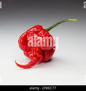 Carolina Reaper, der heißeste chilli Capsicum chinense, ganze reife Hülse, isoliert auf weißem Hintergrund. Superscharfer oder extrem scharfer chilischote Stockfoto