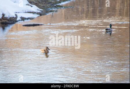 Winterlandschaft zwei Enten schwimmen entlang eines kleinen Flusses. Schnee liegt am Ufer mit Gras. Ein glatter Wasserstrahl mit weißen Wellen und Wellen. Stockfoto