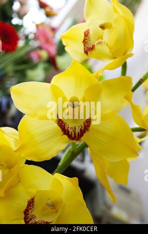 Gelbe Orchidee Stockfoto