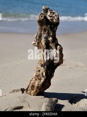 Braunes Treibholz, aufrecht im Sand stehend, auf Shire ausgewaschen und aufrecht aufgestellt, gegen blaues Meer und Wellen gerichtet Stockfoto