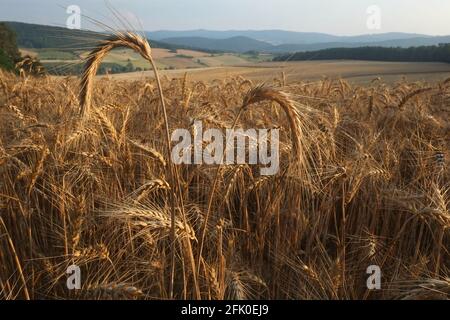 Weizenfiled im Sommer Stockfoto