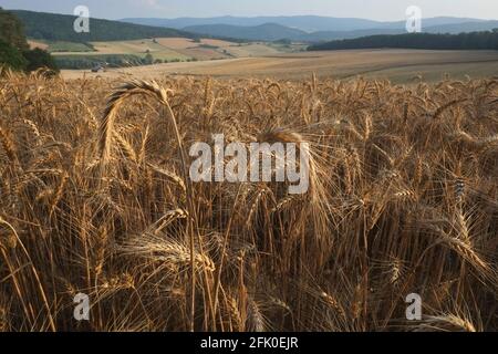 Weizenfiled im Sommer Stockfoto