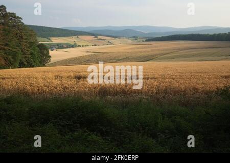 Weizenfiled im Sommer Stockfoto
