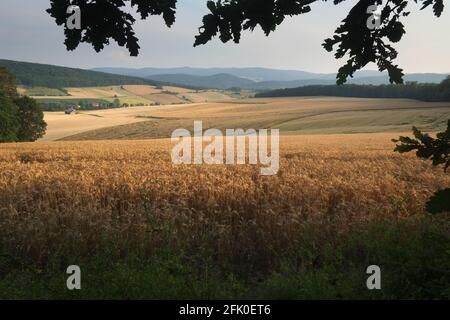 Weizenfiled im Sommer Stockfoto