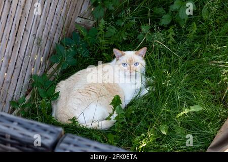 Eine helle Katze mit strahlend blauen Augen, die sich darin faulenzt Grasen und den Hof eines Nachbarn als seinen eigenen beanspruchen Stockfoto