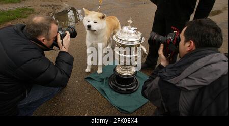 NATIONALE MARKTEINFÜHRUNG VON CRUFTS 2007 im NEC Birmingham 8th. - 11th. März statt. Fotoanruf im Green Park in London. Hahn der Japaner Akita Inu fotografiert mit dem Crufts Trophy pic David Sandison Stockfoto