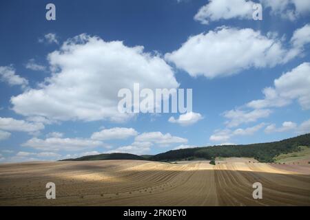 Weizenfiled im Sommer Stockfoto