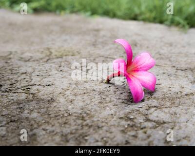 Pink Frangipani Blüten fallen auf Betonboden Stockfoto