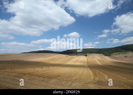 Weizenfiled im Sommer Stockfoto