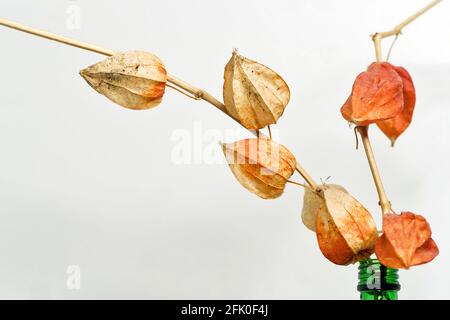 Trockene Alkekengi-Laternen. Bried blüht Physalis Stachelbeere. Heimtextilien. Handverlesener filigraner Ast. Boho Bouquet. Pädagogisches Stillleben für das Zeichnen Stockfoto