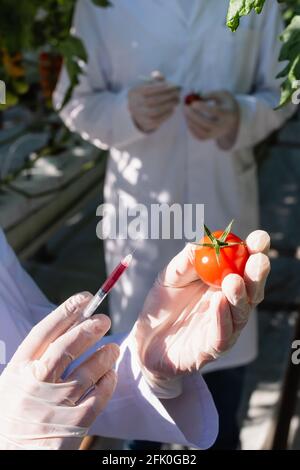 Beschnittene Ansicht des Qualitätsprüfers in Latexhandschuhen mit Spritze Und Tomaten im Gewächshaus Stockfoto