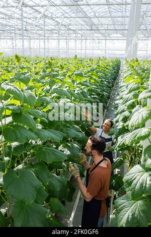 Blick aus der Perspektive multiethnischer Bauern, die in der Nähe von Pflanzen arbeiten Gewächshaus Stockfoto