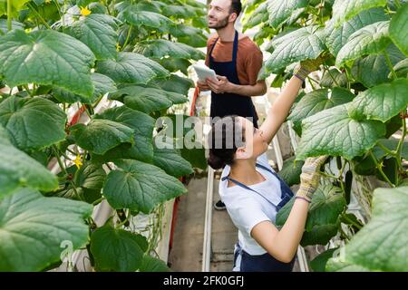 afroamerikanischer Landwirt, der im Gewächshaus arbeitet, in der Nähe von Kollegen mit Digital Tablet auf unscharfem Hintergrund Stockfoto