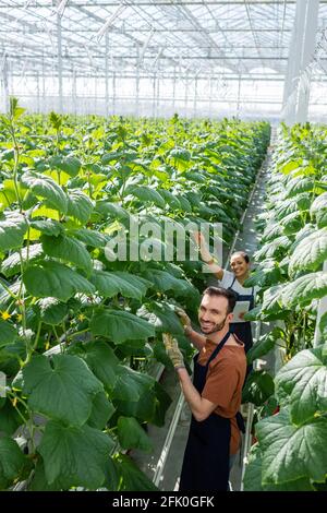 Glückliche interrassische Bauern, die beim Arbeiten im Gewächshaus auf die Kamera schauen Stockfoto