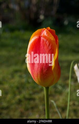 Einzelne rote und gelbe Tulpe bei strahlendem Sonnenschein im Frühling Tag Stockfoto