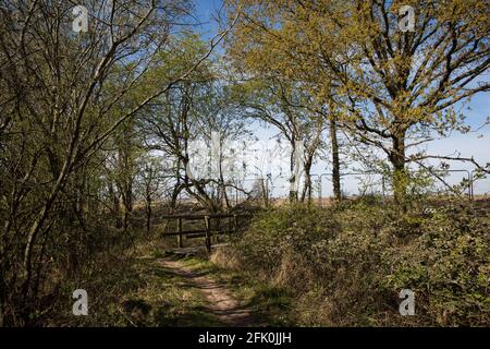 Calvert, Großbritannien. April 2021. Blick auf ein fast vollständig von Bäumen und Vegetation gerodetes Gebiet für die Hochgeschwindigkeitsstrecke HS2 vom Rest des Calvert Jubilee Nature Reserve. Calvert wurde von den Arbeiten an HS2-Infrastrukturprojekten besonders stark beeinträchtigt, da es sich in der Nähe der Kreuzung zwischen HS2 und East West Rail befindet und ein großer Teil des Calvert Jubilee Nature Reserve zerstört wurde. Kredit: Mark Kerrison/Alamy Live Nachrichten Stockfoto