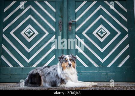 Blue Merle Australian Shepherd posiert in der Stadt Weitra, Österreich. Urbane Hundefotografie Stockfoto