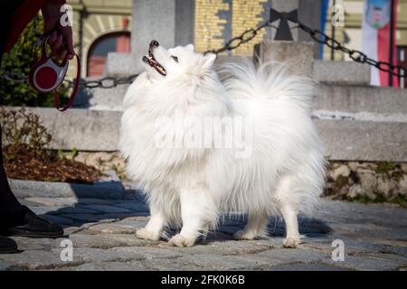 Weißer japanischer Spitz posiert in der Stadt Weitra, Österreich. Urbane Hundefotografie Stockfoto