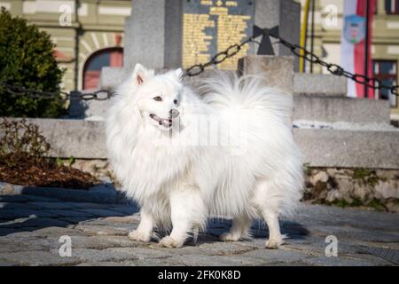 Weißer japanischer Spitz posiert in der Stadt Weitra, Österreich. Urbane Hundefotografie Stockfoto