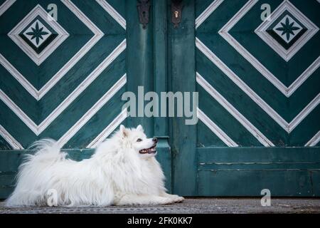 Weißer japanischer Spitz posiert in der Stadt Weitra, Österreich. Urbane Hundefotografie Stockfoto