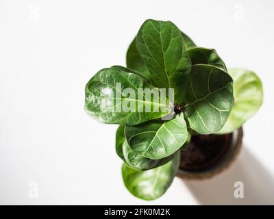 Grüne Blätter ficus lyrata bombino auf weißem Hintergrund. Minimales Konzept für Zimmerpflanzen. Draufsicht. Selektiver Fokus Stockfoto