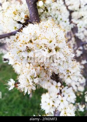 Vertikale Aufnahme der weißen Blüten der Mandelbäume im Frühling Stockfoto