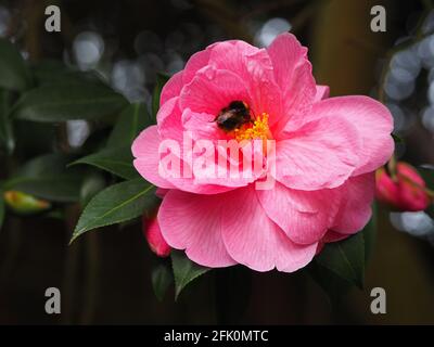 Rosa Kamelie "Spende", im frühen Frühjahr.schöne Blume auf einem immergrünen Strauch.Bumblebee Besuch der gelben Staubgefäße in der Sonne. Stockfoto