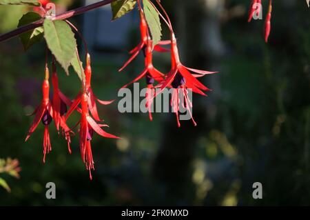 Nahaufnahme von Fuchsia-Blumen auf einem dunklen natürlichen Hintergrund Stockfoto