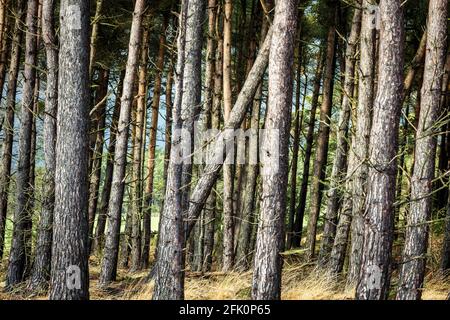 Detail der Bäume, Stainburn Forest Stockfoto