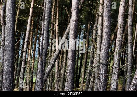 Detail der Bäume, Stainburn Forest Stockfoto