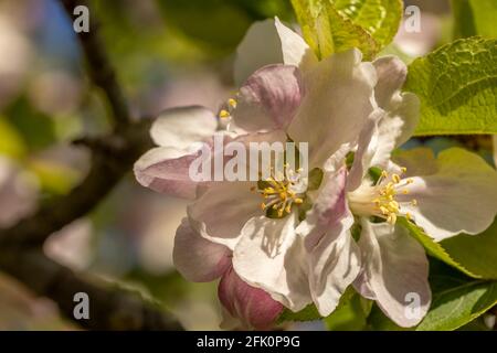 Blühen Sie auf dem Bramley Apfelbaum Stockfoto