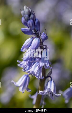 Spanische Glockenblumen Stockfoto