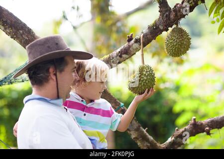 Durian wächst auf Baum. Vater und Sohn pflücken exotische tropische Früchte von Thailand und Malaysia. König der Früchte. Mann und Kind beobachten reife Durians Stockfoto