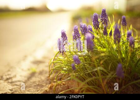 Kleine blaue Blüten mit runden Zwiebeln wachsen im Frühlingsgarten an der Straße. Stockfoto