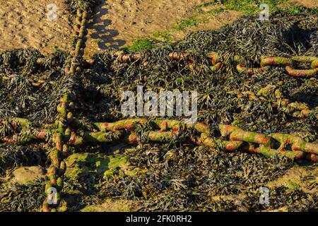 Ein Gewirr von Festmacherketten und Algen bei Ebbe Auf dem River Crouch in Burnham-on-Crouch Stockfoto