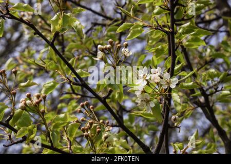 Blossom kommt Ende April auf einem Plymouth Pear Tree, der im Devonport Park wächst. Dieses seltene Exemplar einer bedrohten Art, eine der seltensten der Briten, war Stockfoto