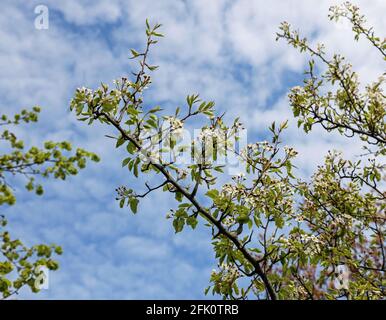 Blühen Sie auf einem Zweig eines seltenen Plymouth Pear Tree, der im Devonport Park wächst. Dieses Exemplar einer bedrohten Art, einer der seltensten der Briten, wurde gegeben Stockfoto