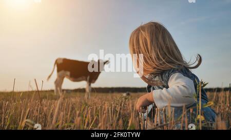 Ein kleines Mädchen sieht an einem warmen Sommerabend eine junge Kuh auf einem Feld. Stockfoto