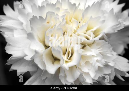Nahaufnahme einer Dianthus cruentus Blume Stockfoto