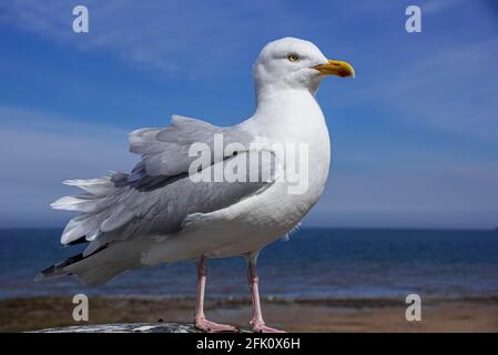 Heringsmöwe für Erwachsene. Stockfoto