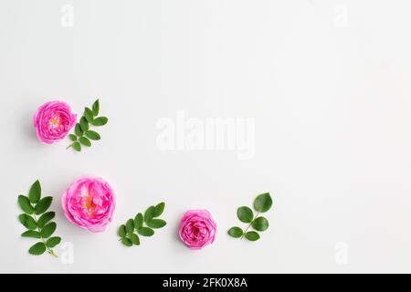 Rosa Rosenblüten und grüne Blätter auf weißem Hintergrund. Frauentag. Flach liegend, Draufsicht, Kopierbereich Stockfoto