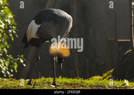 Grey gekrönt Kran Stockfoto