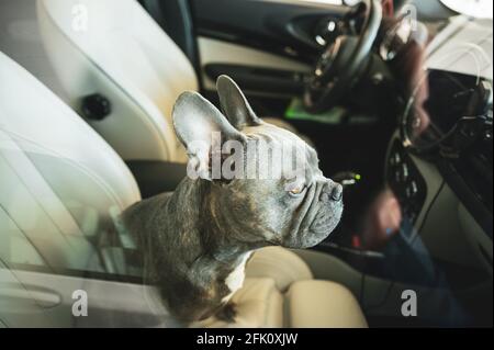 Traurig aussehender Hund, der in einem heißen Auto auf dem Parkplatz gefangen ist - Tieren‘t heißen Autos nicht allein lassen Stockfoto