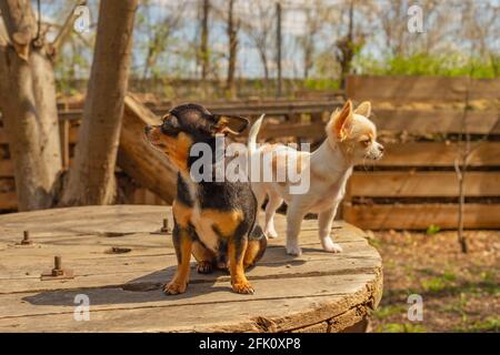 Zwei kleine Hunde stehen auf einem Gartentisch. Zwei Chihuahuas-Welpen und ein erwachsener Hund im Frühjahr Stockfoto