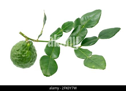 Bergamotte Frucht mit Blatt isoliert auf weißem Hintergrund Stockfoto